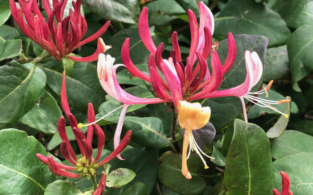 Honeysuckle