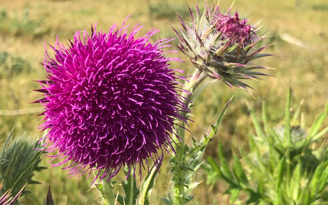 Musk Thistle