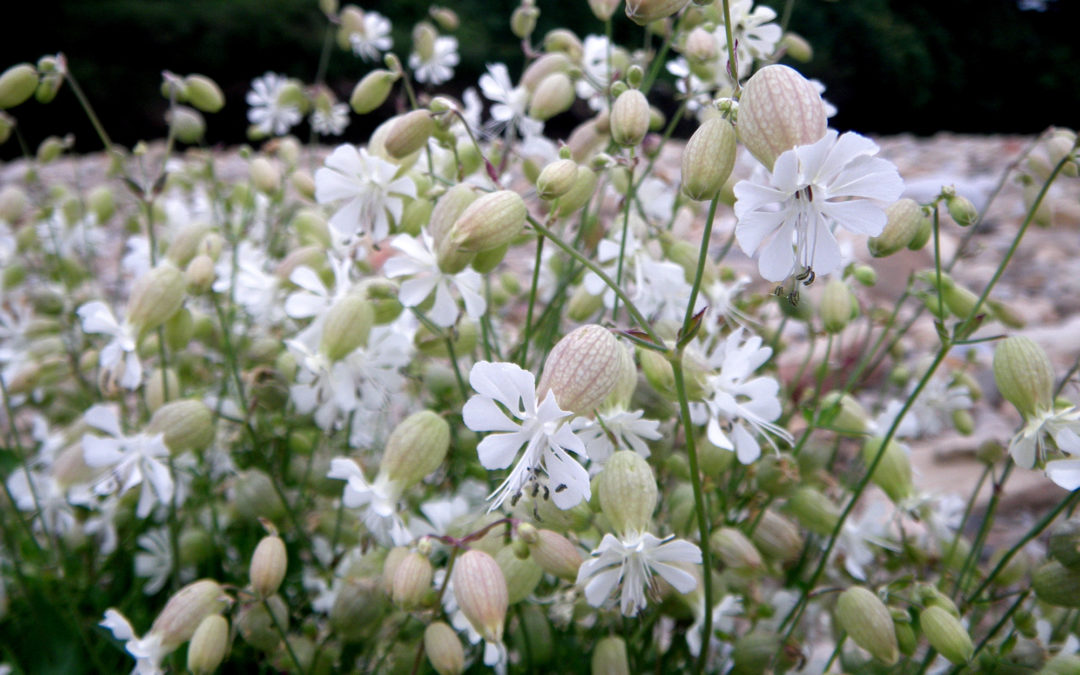 Bladder campion