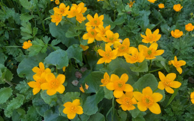 Marsh Marigold