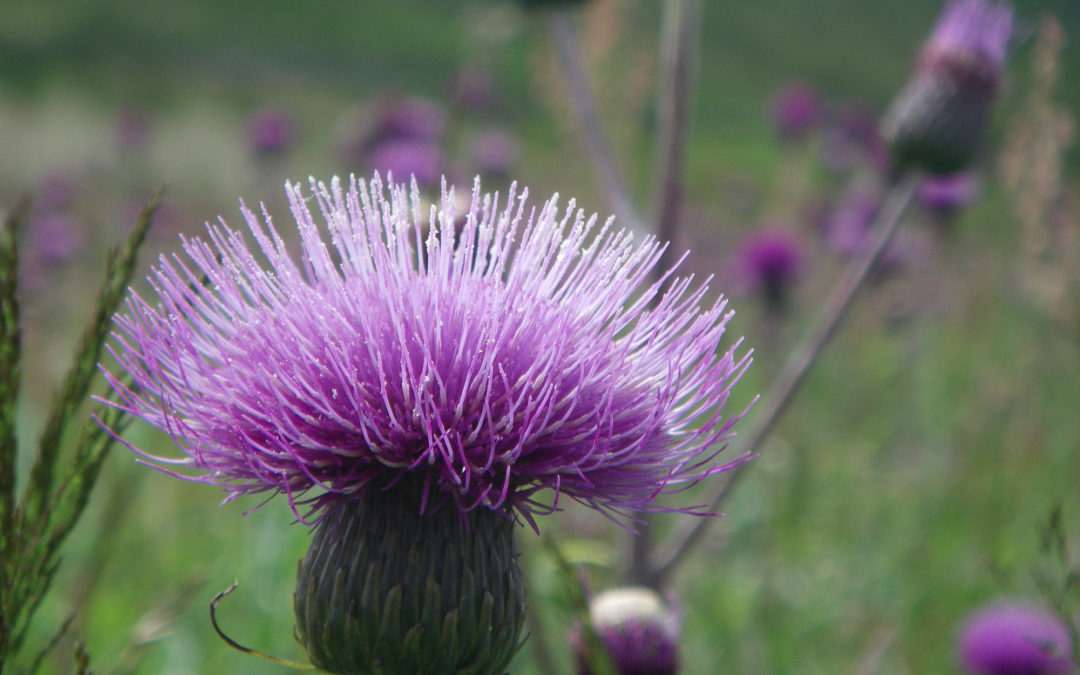 Melancholoy Thistle