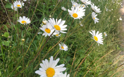 Ox-eye daisy