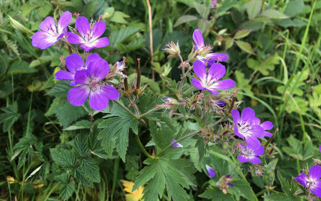 Wood Cranesbill