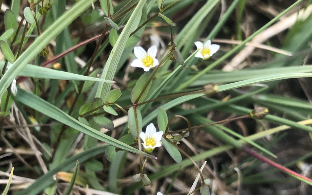 Fairy Flax